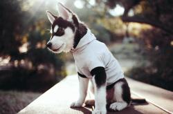 开云体育中国-一记关键传球定乾坤！保罗诠释胜利基因如何让鹈鹕完成冠军级蜕变