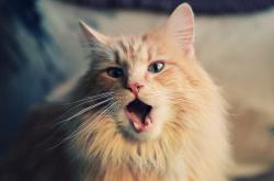 开云体育平台APP-新王当立！哈利伯顿42分神级演出 篮网决胜局力克十冠王广东