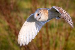 开云体育官网-法式利刃出鞘！姆巴佩独造三球主宰比赛，尼斯溃败揭开世界第一争夺战新章