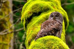 开云体育-苏格兰式铁幕，深度解析战术如何锁死红军，迪巴拉如何化身致命手术刀