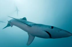 开云体育官网-公牛与黄蜂，点亮夜空的独特轨迹—竞技世界中的唯一性启示