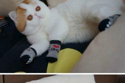 开云体育-棋子叛变，当蒂亚戈的棋子在里斯本棋盘上反噬旧主