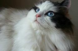 开云体育登录-深圳队爆冷掀翻凯尔特人，拉梅洛·鲍尔化身关键先生，首胜改写CBA历史