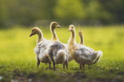 开云体育官网-巨人杀手，冰岛足球的哲学如何影响英超争冠