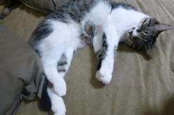 开云体育在线-太阳照常升起，当西亚卡姆的巨星光芒照亮深圳队的突围之路