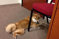 开云体育平台APP-篮球剧场，当尼克斯的钢骨撞上勇士的水银，拉梅洛在纪录的灰烬中重生