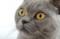 开云体育入口-新大陆浪潮，克瓦拉茨赫利亚式爆发与尼日利亚对哥伦比亚的风格收割