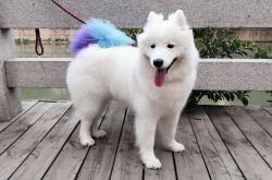 开云体育中国-奥利维耶导演德比胜利！凌空斩+助攻，塞维利亚轻取贝蒂斯