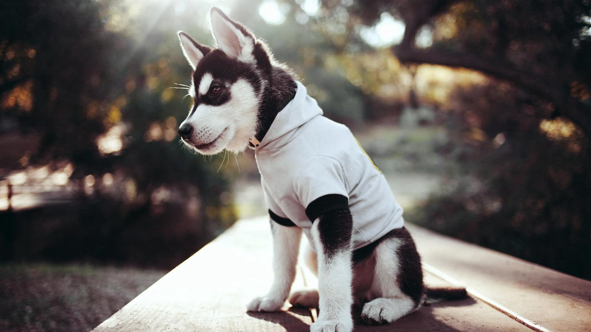 一记关键传球定乾坤！保罗诠释胜利基因如何让鹈鹕完成冠军级蜕变