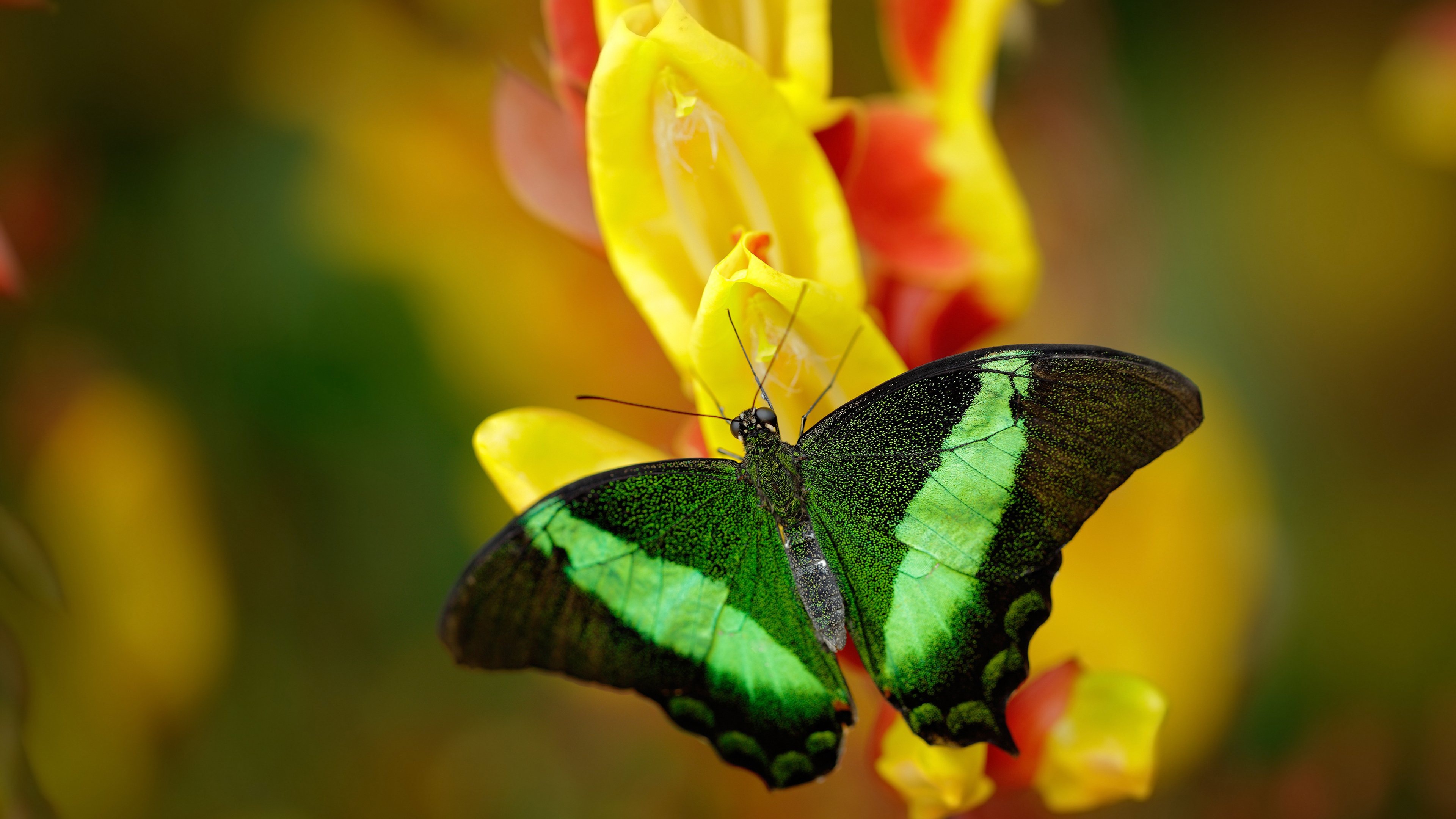 绿茵场变烽火台,当本泽马用足球诠释战场的唯一性