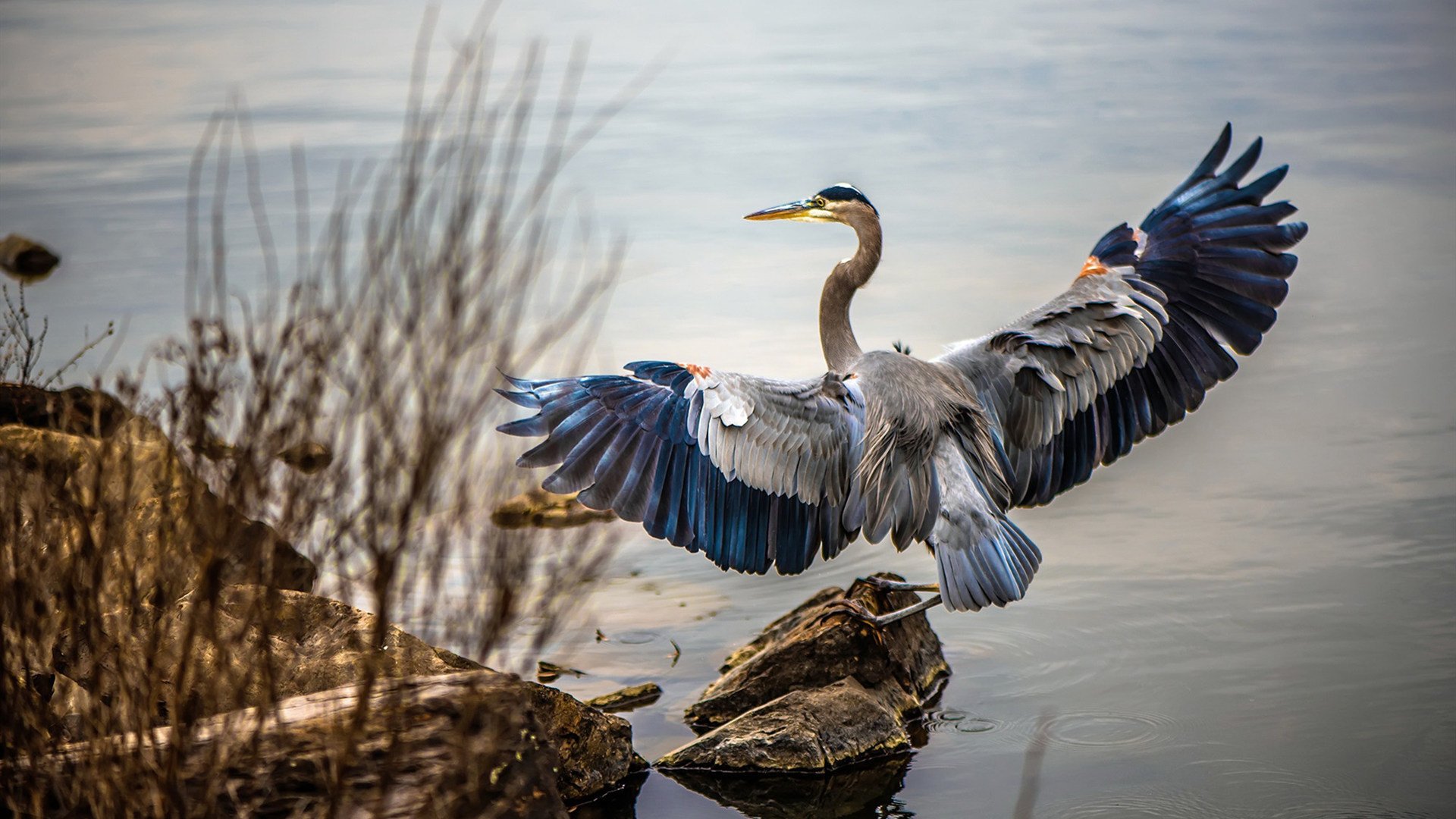 暗夜中的彩虹，英格拉姆一球成王，定鼎欧洲之巅