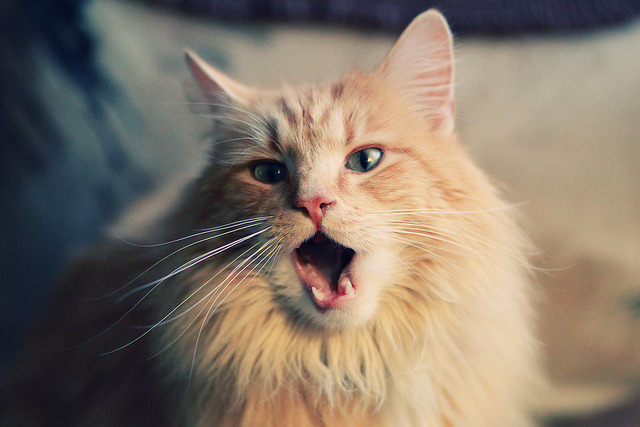 新王当立!哈利伯顿42分神级演出 篮网决胜局力克十冠王广东