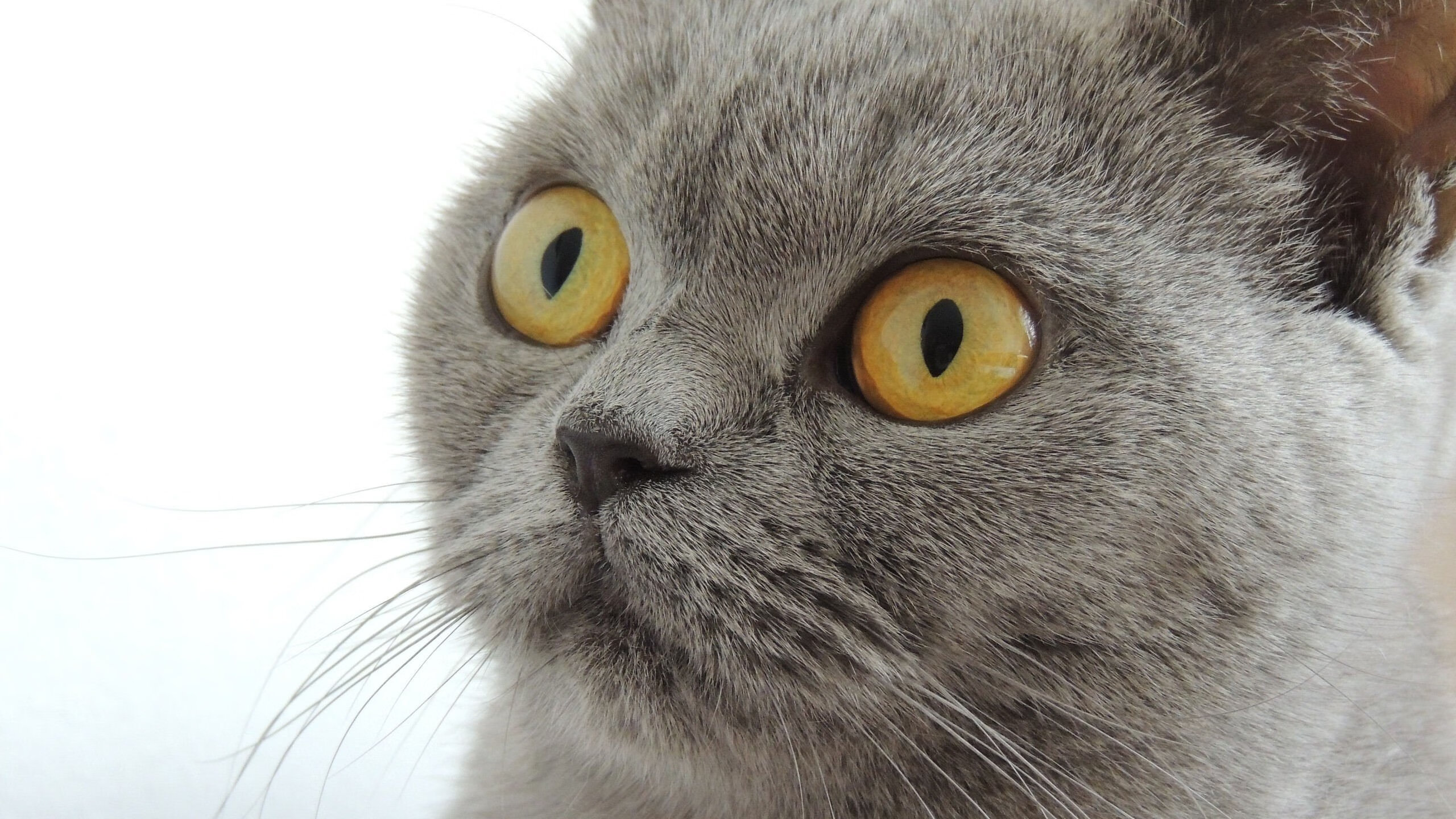 赛道与绿茵的碰撞,F1年度争冠焦点战中AC米兰的南非强压