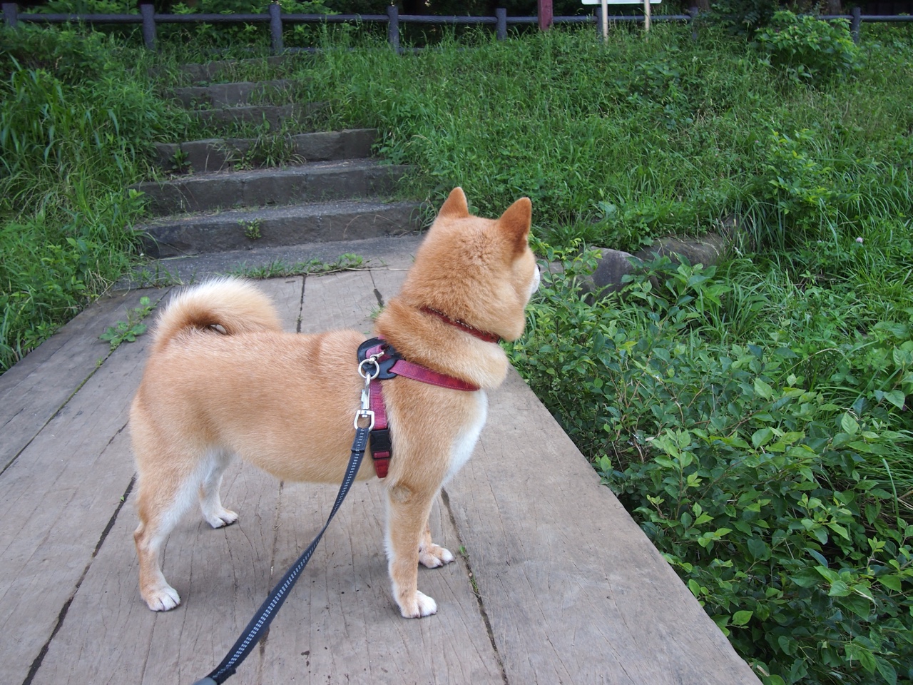 沉默巨塔，当戈贝尔用一记封盖完成救赎，灰熊带走了亚特兰大的鹰