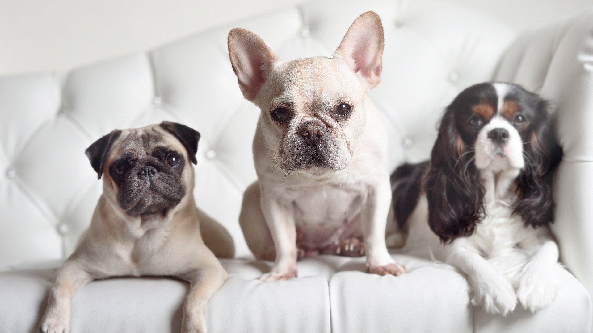 地下室到世界之巅,那个属于哈利伯顿与打工人的美加墨世界杯之夜