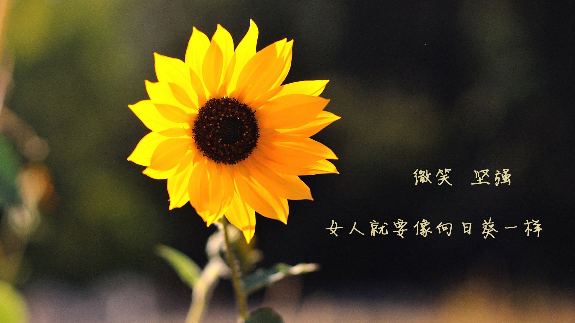 不被看好的神迹,森林狼铁锁与范乔丹圣光,体育世界唯一性的两面