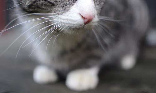 欧冠半决赛焦点战,利物浦碾压哥伦比亚,红军展现绝对统治力