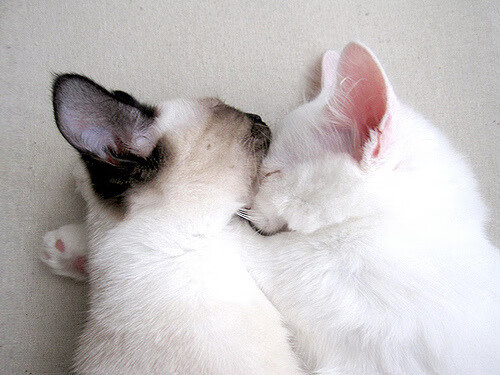 历史,在2026年的一个夜晚—拉梅洛的教科书如何重新定义伟大