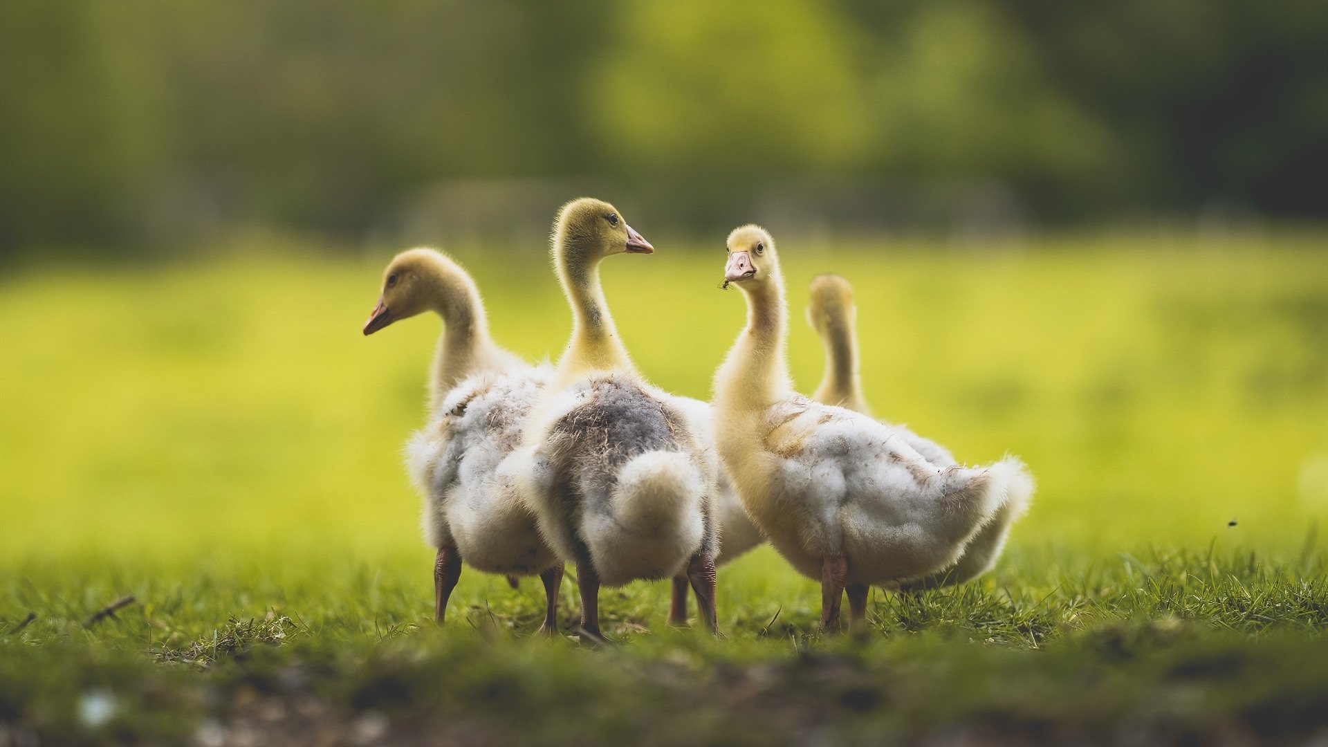 巨人杀手，冰岛足球的哲学如何影响英超争冠