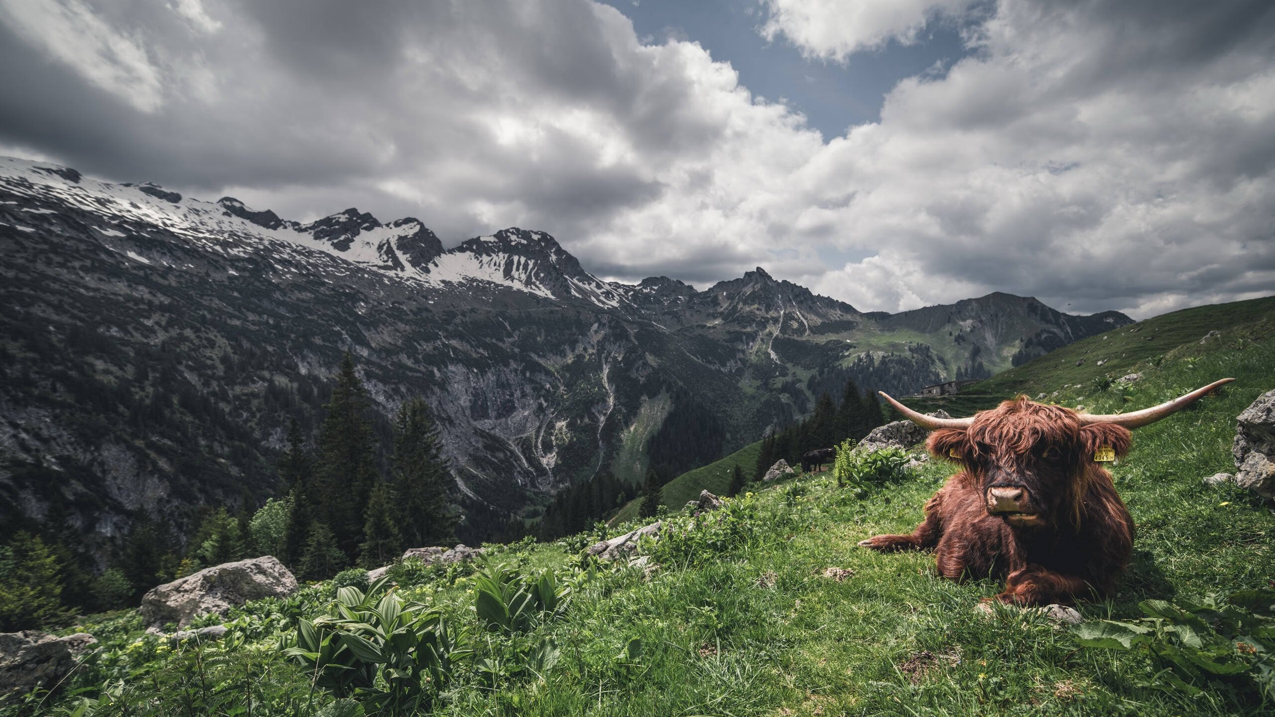 当格子军团用经验织网，解析克罗地亚的压制艺术与罗德里的终极舞台体质