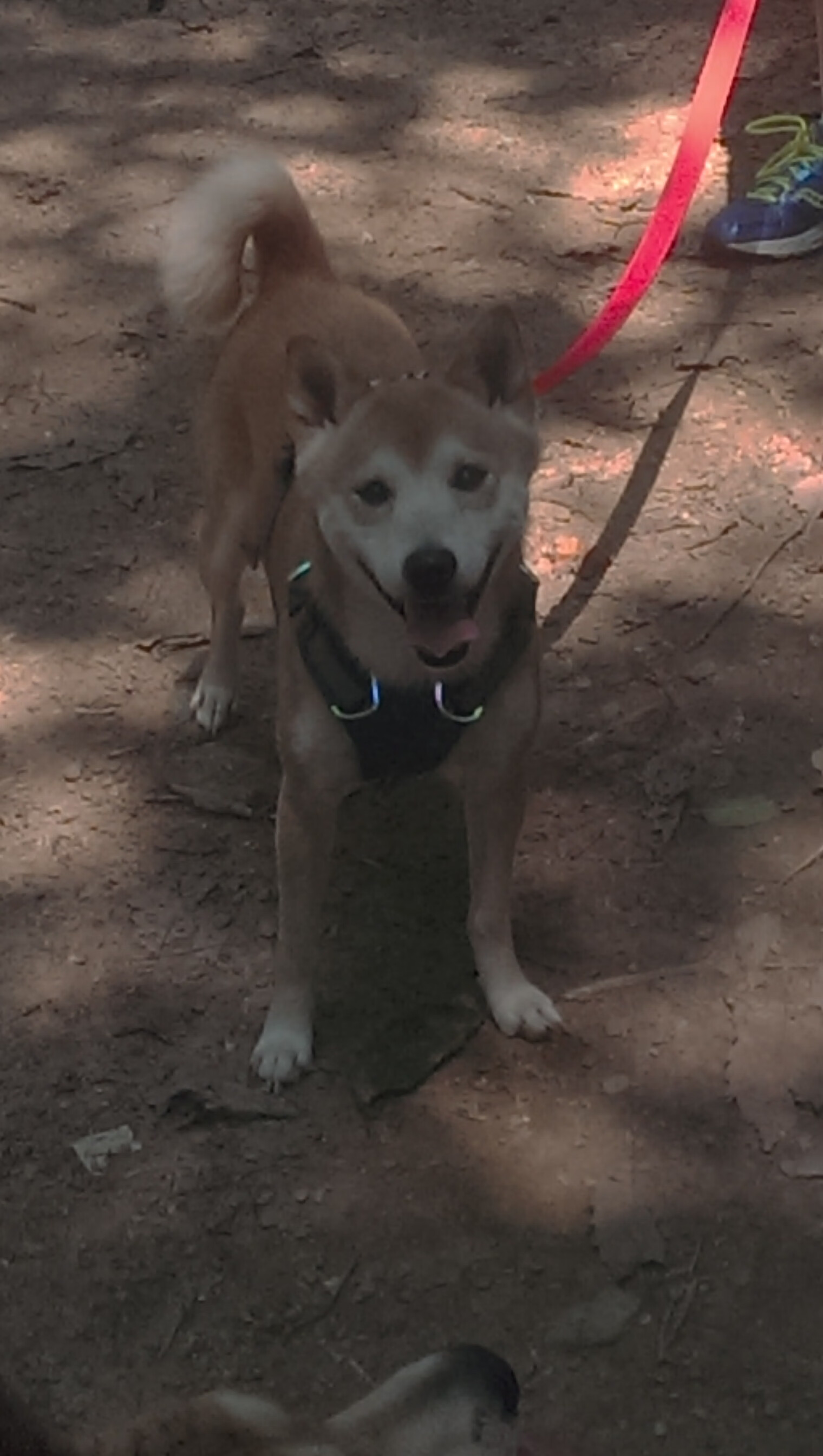 疆场与街巷的交汇点,塔图姆持续制造杀伤,新疆队加时取胜活塞