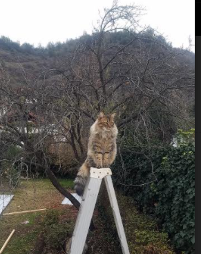 凡人封神之夜，凯塞多如何让无解成为对手的梦魇