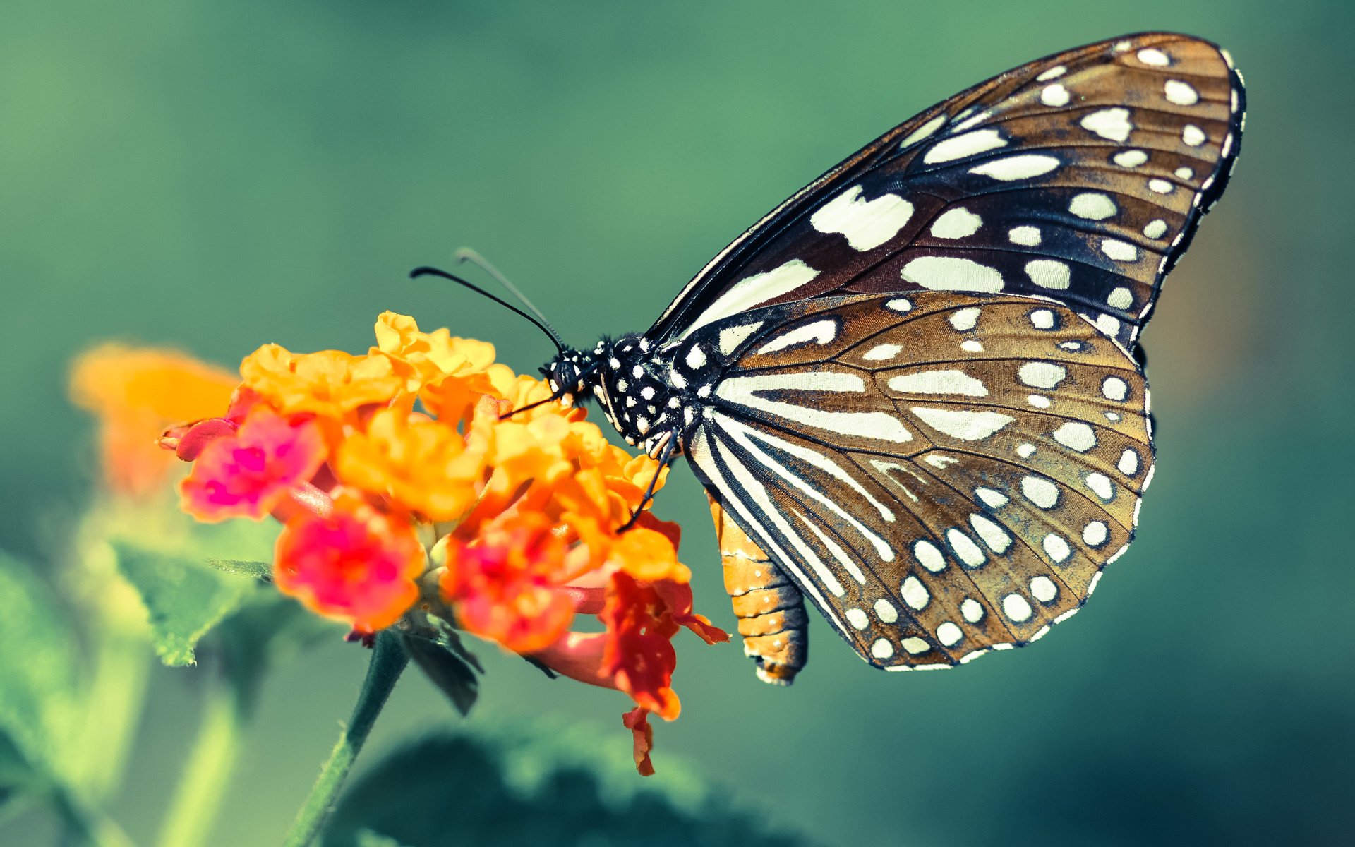 平行宇宙的揭幕战,当字母哥在湖粤对决中按下统治键