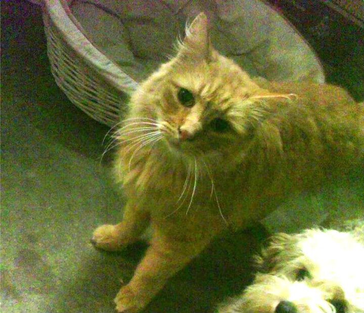 NBA向奥运交棒,太阳落幕后,伦纳德在巴黎周期吹响接管号角